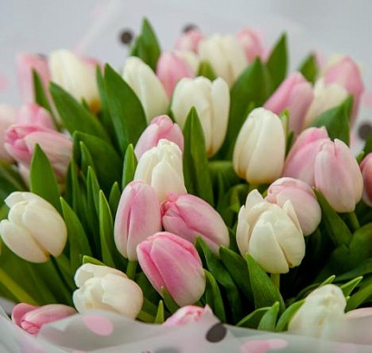 Букет цветов Букет 51 розово-белых тюльпанов